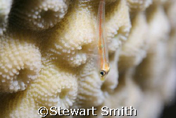 playing with DoF on some Acropora by Stewart Smith 